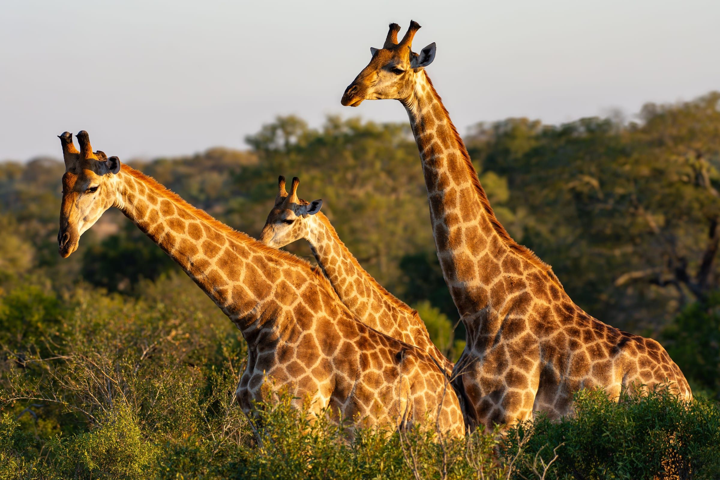 Three giraffes above the bush in golden light